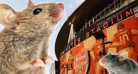 Nạn chuột phá phách giải Premier League