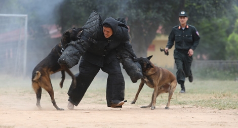 Chuyện cảm động về những chú chó nghiệp vụ