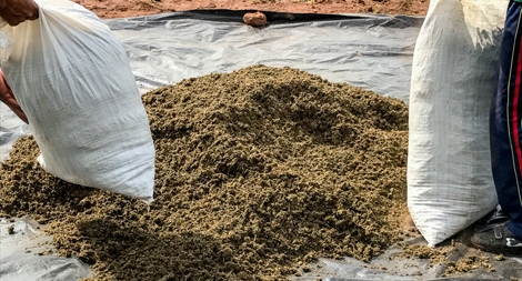 Bên trong các đồn điền cần sa phi pháp của Paraguay