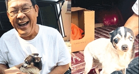 Chuyện về những chú chó dũng cảm cứu chủ