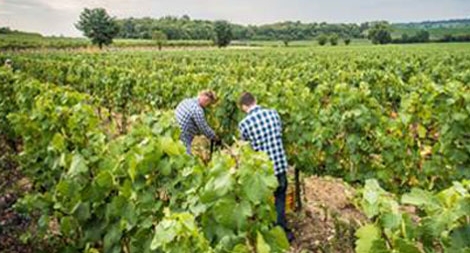 Rượu giả phá hoại uy tín những vườn nho