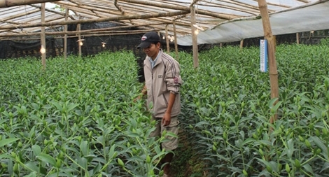 Người trồng hoa Tết xứ Huế phấn khởi vì hoa nở đúng kì