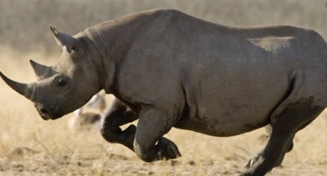 Cam go cuộc chiến toàn cầu chống buôn lậu động vật hoang dã