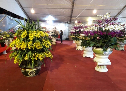 Chậu hoa lan Trung Quốc hét giá... 80 triệu đồng