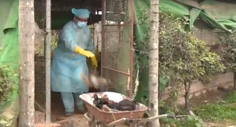 Hải Phòng xuất hiện ổ dịch cúm A/H5N6 trên gia cầm