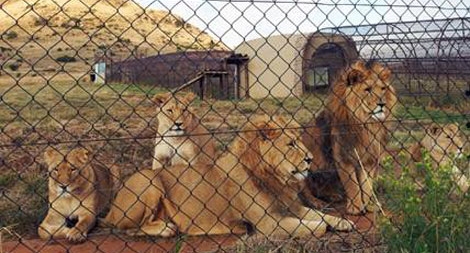 Số phận nghiệt ngã của Chúa sơn lâm châu Phi