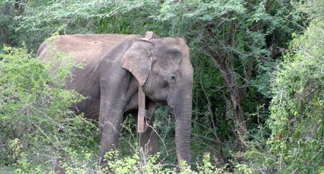 Bi kịch voi Myanmar bị tận diệt để lấy da