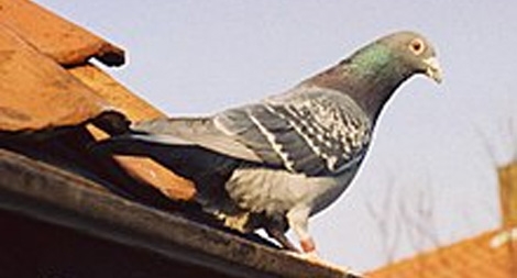 Những bí ẩn của bồ câu đưa thư