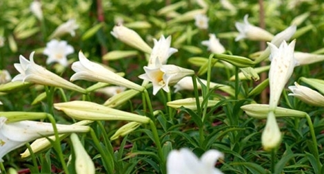 Nông dân xứ Huế trồng hoa loa kèn thu tiền triệu mỗi ngày