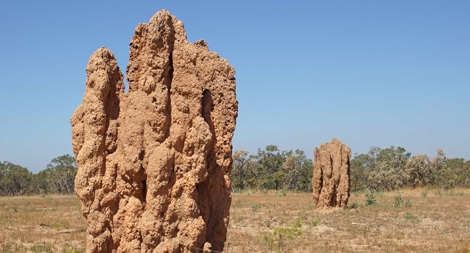 Những sản phẩm công nghệ vượt trội do con người bắt chước thiên nhiên