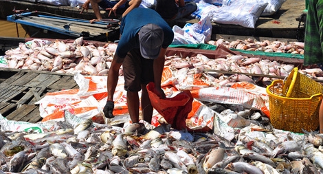 Con cá, phận người