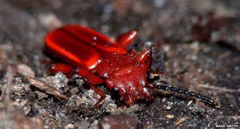 Kỳ tích chịu đựng những điều kiện khắc nghiệt của sinh vật