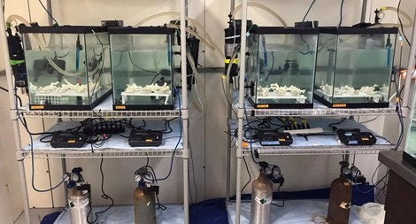 Giết san hô để phục vụ sinh vật biển và con người