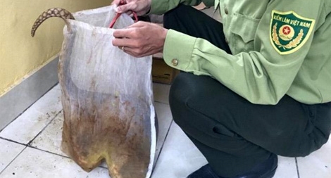 Bàn giao 2 cá thể tê tê thả về môi trường tự nhiên