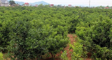 Đi trộm tài sản bị đâm chết