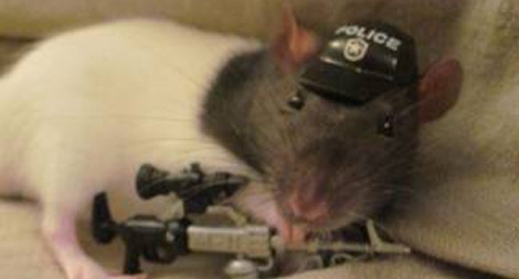 Chuột bạch thay thế cảnh khuyển