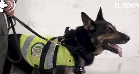 Chiếc mũi “radar” gây khiếp sợ cho tội phạm