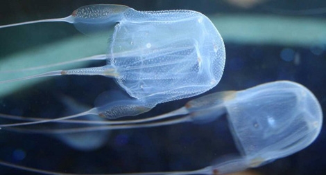 Những dạng thủy sinh nguy hiểm chết người