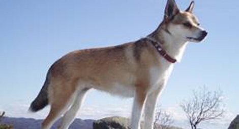 Những giống vật quý hiếm nhất thế giới