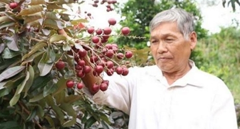Thực hư chuyện thương lái Thái Lan lùng mua nhãn tím Sóc Trăng