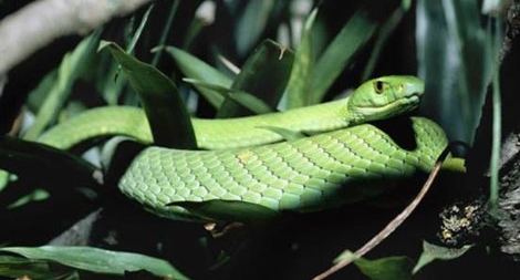 Cứu người bằng độc chất của động vật