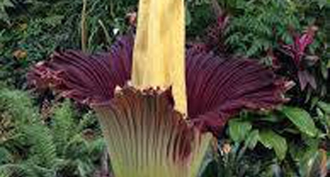 Bông hoa lớn nhất thế giới