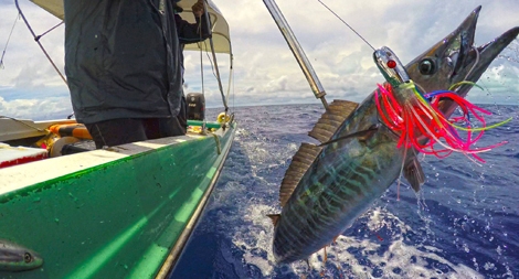  “Mafia thủy sản” tàn phá các quốc đảo