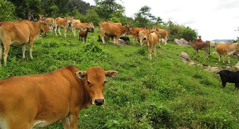 Nhiều vật nuôi cho người nghèo bị bệnh chết