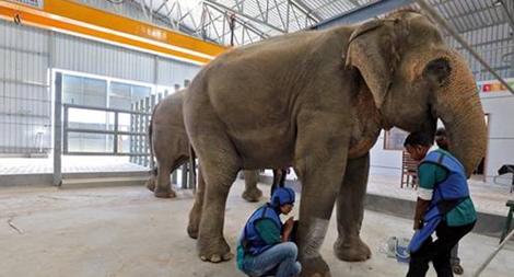 Bệnh viện chăm sóc và chữa bệnh cho voi