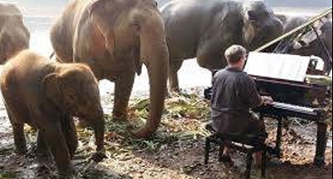 Voi thưởng thức âm nhạc