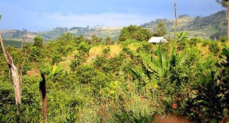 Chuyển hồ sơ vụ mất 550ha rừng sang Cơ quan điều tra