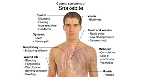 Gần 6 triệu người bị rắn cắn mỗi năm
