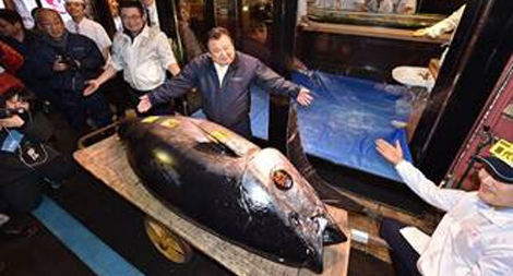 Con cá ngừ 3,1 triệu USD