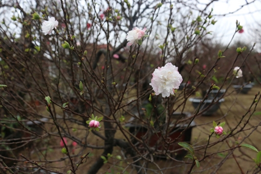 Ngắm Nhất chi mai trắng, loài hoa được xếp vào “Thập đại danh hoa”      