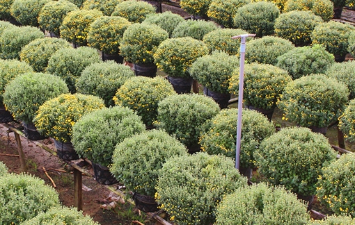 Nhà vườn miền Tây lo thất thu vì hoa Tết nở sớm