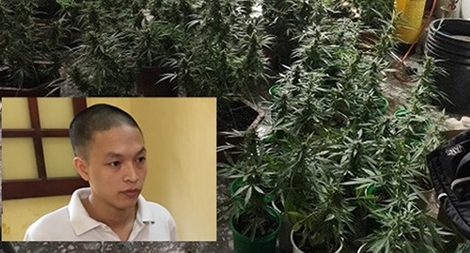 Cảnh báo trồng cần sa ở chung cư