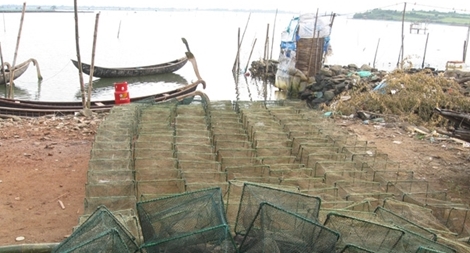 Cần ngăn chặn tình trạng tận diệt thủy sản trong đầm, hồ tại Phú Yên