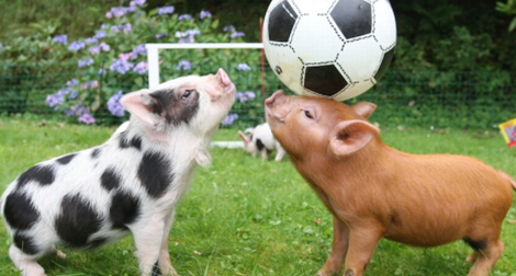 Những phát hiện gây ngạc nhiên và thú vị về loài heo mà con người ít biết