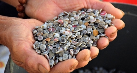 Được mùa ốc ruốc