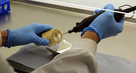 Campuchia với cuộc chiến chống buôn lậu ngà voi