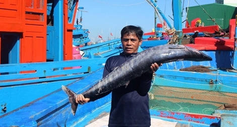 Ngư dân Quảng Ngãi trúng đậm “lộc biển” 