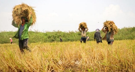 Hiệp hội Lương thực Việt Nam đề nghị hội viên thu mua lúa cho nông dân