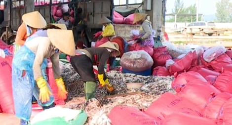 Ngư dân Quảng Ngãi trúng đậm cá cơm, ruốc