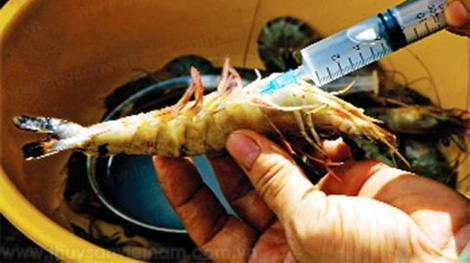 Kiên quyết xử lý việc bơm tạp chất vào tôm