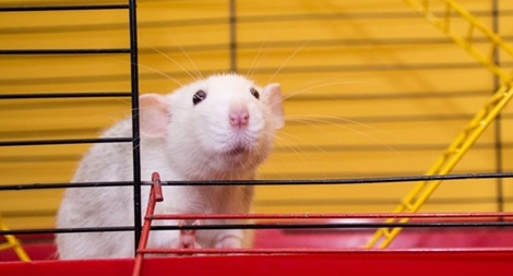 Lịch sử y học kỳ thú của chuột thí nghiệm