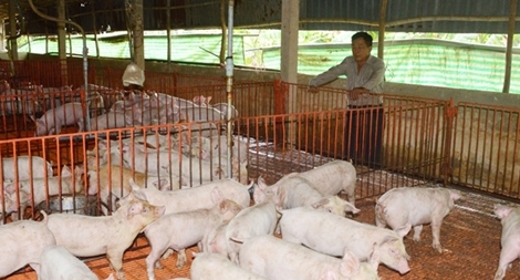 Căng mình chống dịch tả lợn châu Phi