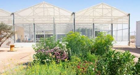 Tương lai phát triển nông trại trên sa mạc