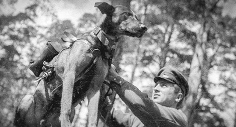 Liên Xô đã sử dụng chó cảm tử đánh thắng Đức Quốc xã như thế nào?