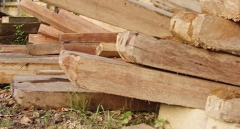 Hơn 100m³ gỗ đã bị lâm tặc tẩu tán khỏi rừng Phong Nha - Kẻ Bàng