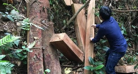 Cận cảnh hiện trường rừng nguyên sinh bị lâm tặc triệt hạ